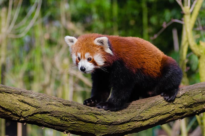 A red panda sat on a tree branch