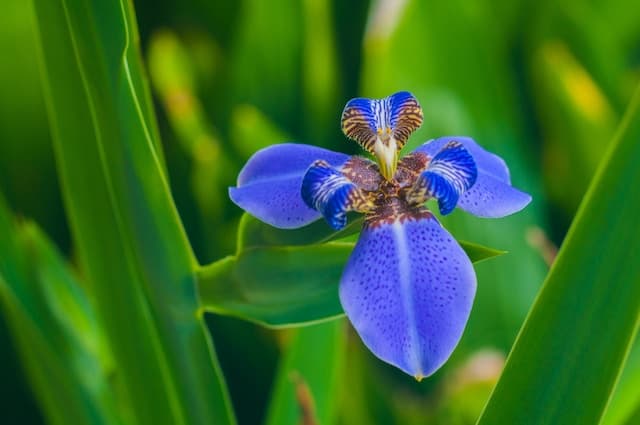 An Iris flower