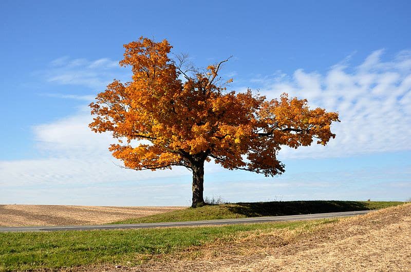 An orange tree stood by itself