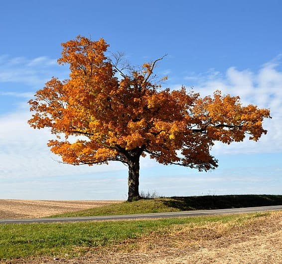 Binary Tree Traversal Algorithms